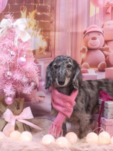 20241222おとくん